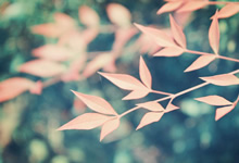 意甲强队全队亮相承诺冲击亚洲俱乐部锦标赛